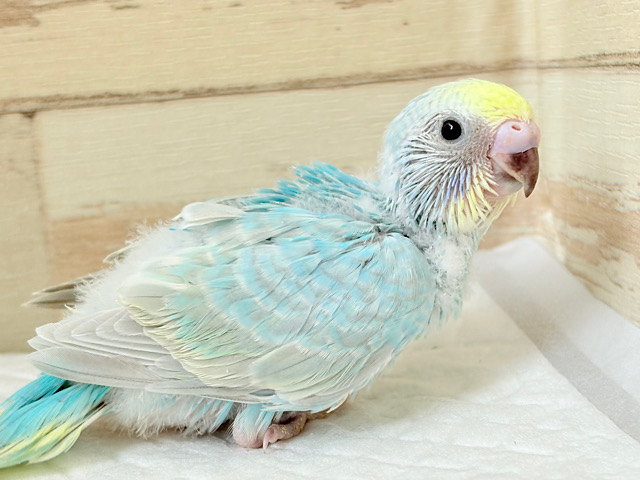すっきり爽やか〜🌈セキセイインコ(パステルレインボー) ヒナ