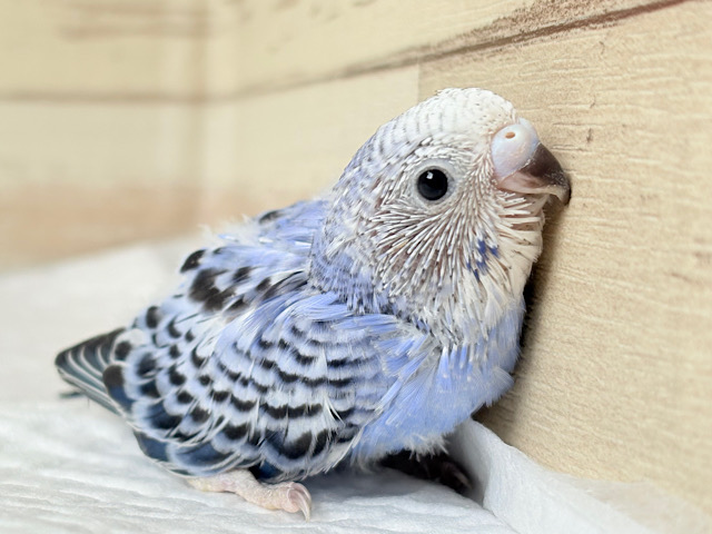 今度一緒に冒険しない？🧑‍🌾セキセイインコ(オパーリン) ヒナ