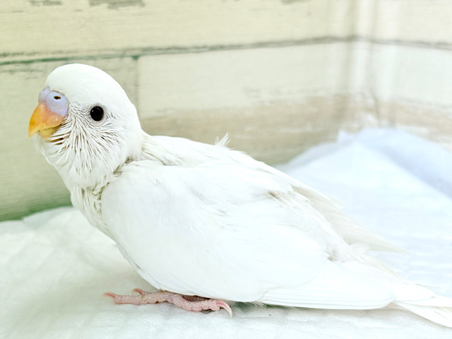 目ヂカラが魅力的💖セキセイインコ(アルビノ) ヒナ