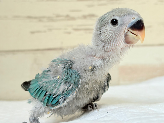 好奇心の赴くままに~♩♩コザクラインコ(ブルーチェリー) ヒナ