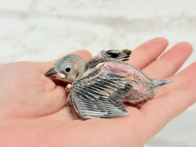 桜文鳥