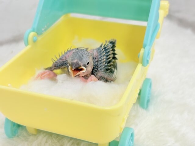 桜文鳥