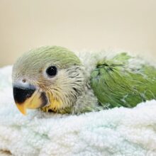 すぐ眠くなっちゃうんだ🧡コザクラインコ（オレンジフェイス）ヒナ
