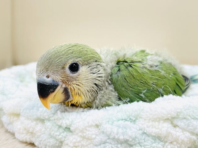 すぐ眠くなっちゃうんだ🧡コザクラインコ（オレンジフェイス）ヒナ