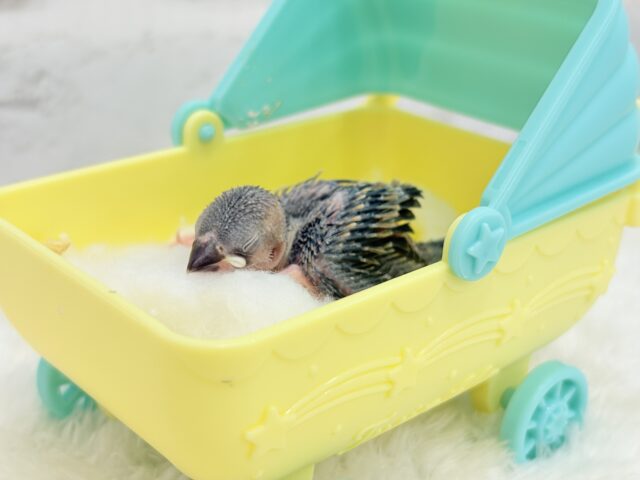 桜文鳥