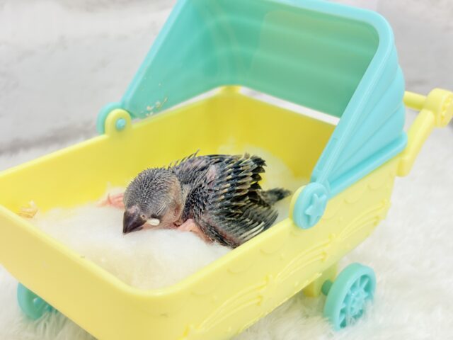 桜文鳥
