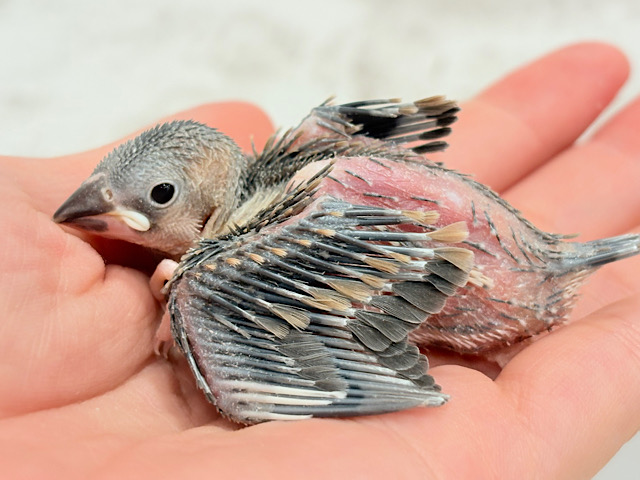 🌸睡眠と食欲どっちが勝つの〜？？🐣桜文鳥 ヒナ