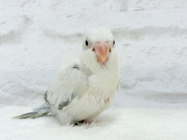 オキナインコ