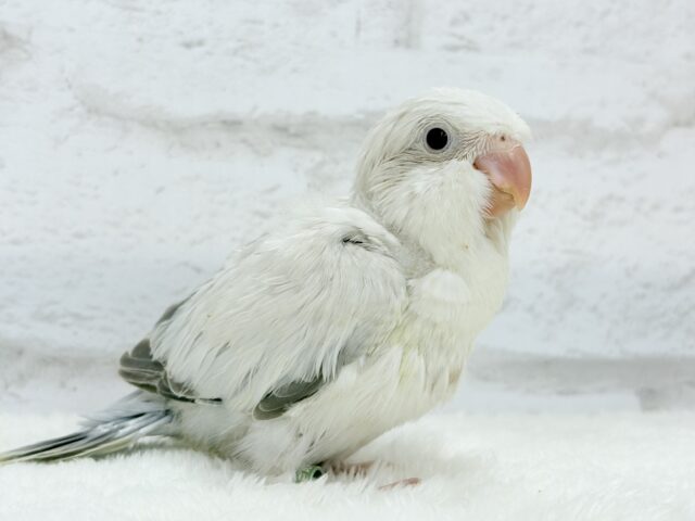 オキナインコ