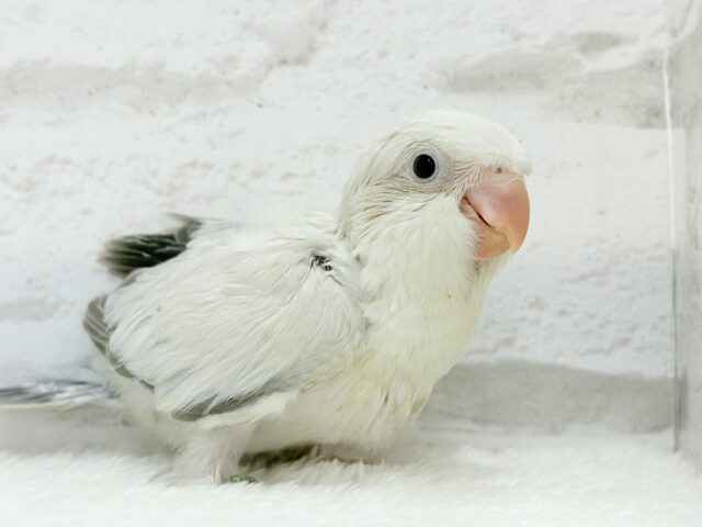 オキナインコ