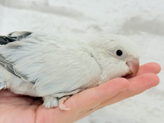 オキナインコ