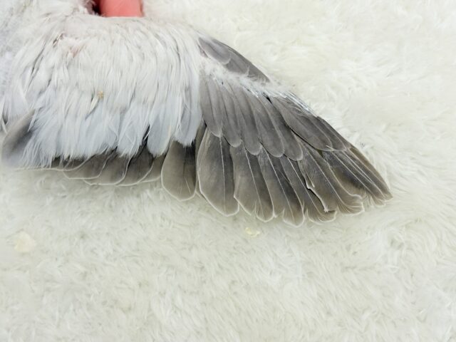 オキナインコ