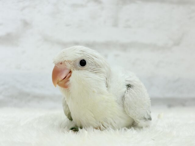 オキナインコ