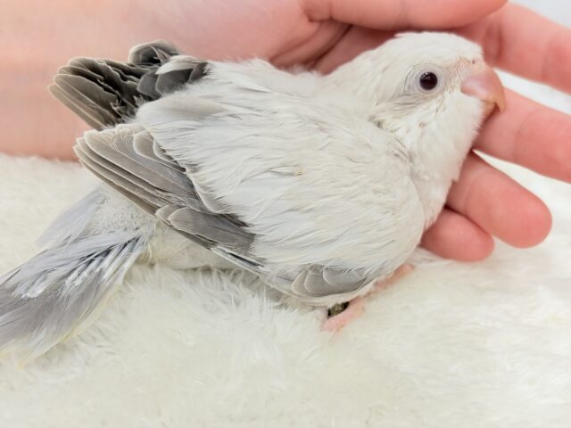 オキナインコ