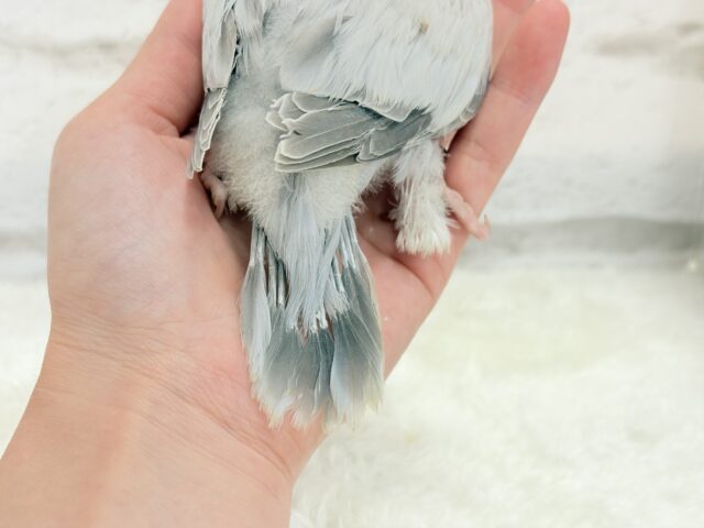 オキナインコ