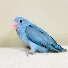 ちびっこ怪獣やってきたよ💙マメルリハ（ブルー）ヒナ