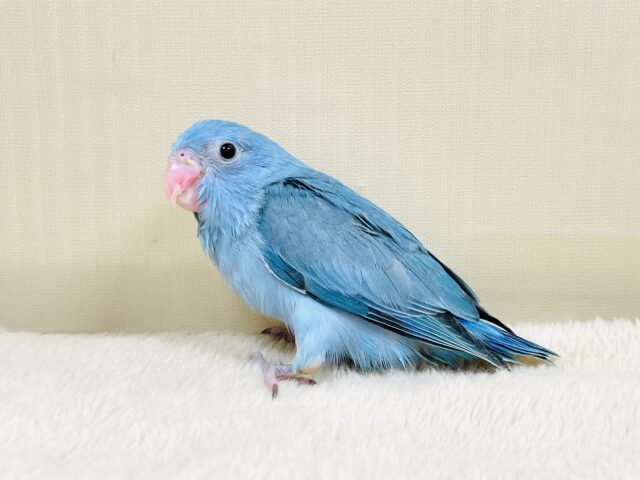 ちびっこ怪獣やってきたよ💙マメルリハ（ブルー）ヒナ