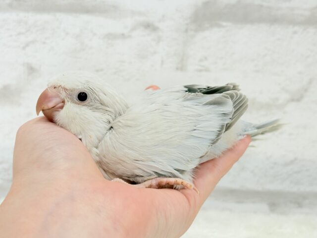 オキナインコ