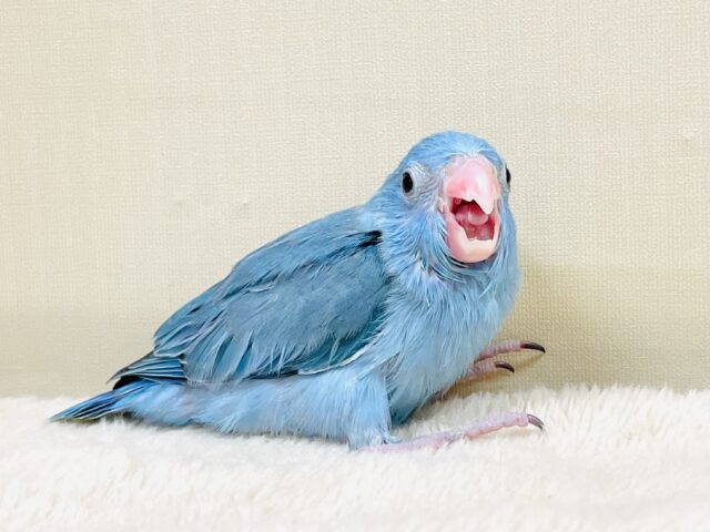 マメルリハ