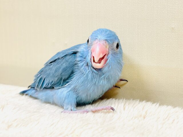 マメルリハ