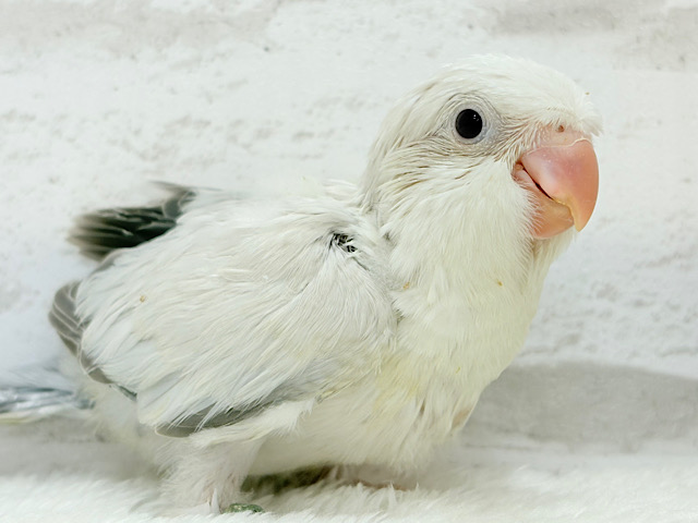 ウケっ🐥🫧好奇心って大事だね‪☆オキナインコ(コバルトパリドオパーリン) ヒナ