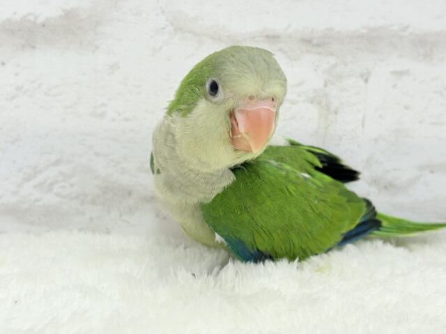 オキナインコ