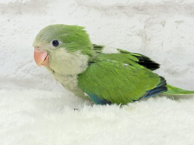 オキナインコ