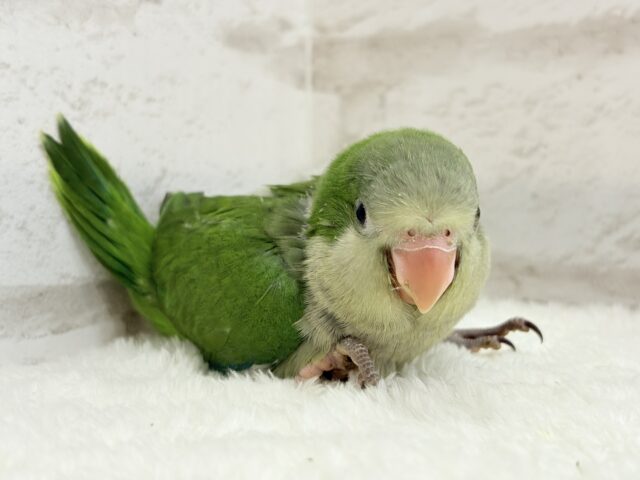 オキナインコ