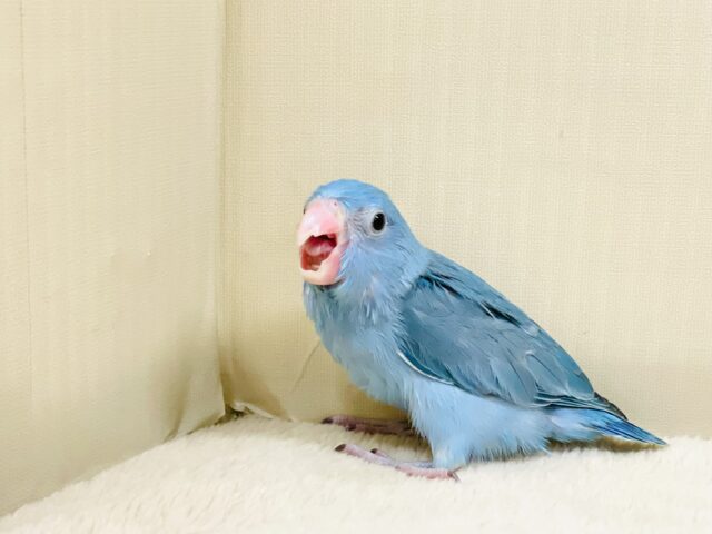 マメルリハ