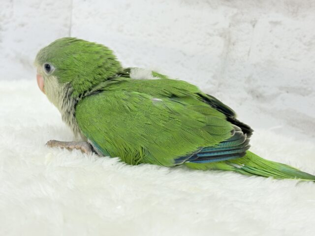 オキナインコ