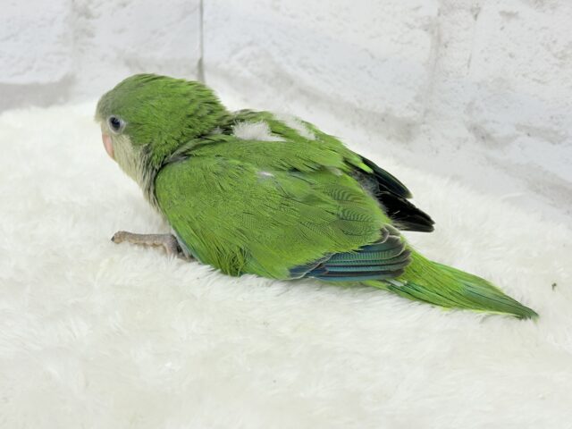 オキナインコ
