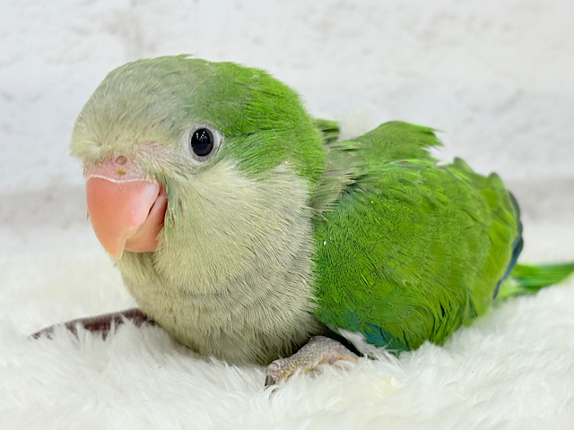 おめめきゅるきゅる💖目指せビッグボディ🐥💚オキナインコ(グリーン) ヒナ
