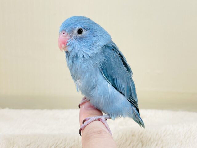マメルリハ
