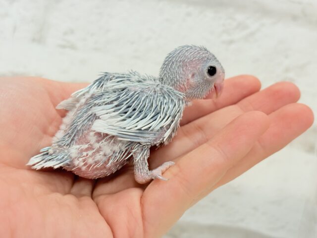 マメルリハ