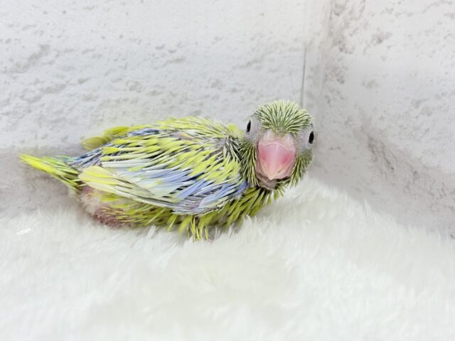 マメルリハ
