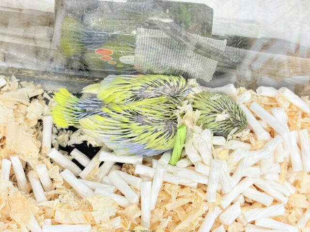 マメルリハ
