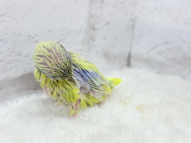 マメルリハ