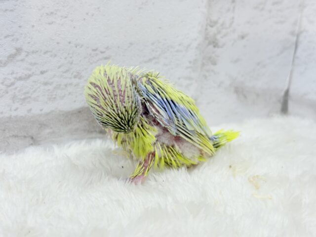 マメルリハ