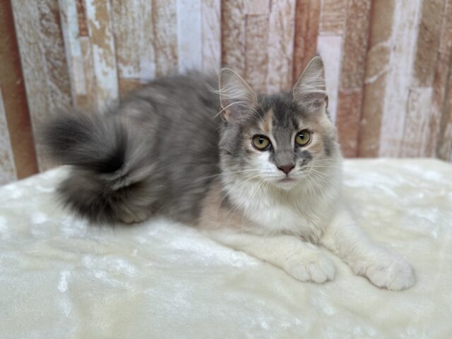 ノルウェージャンフォレストキャット