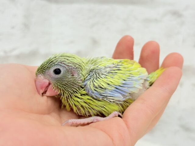 マメルリハ
