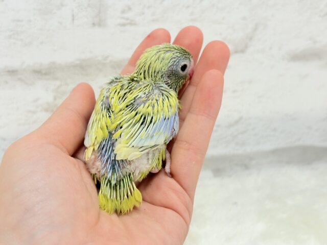 マメルリハ