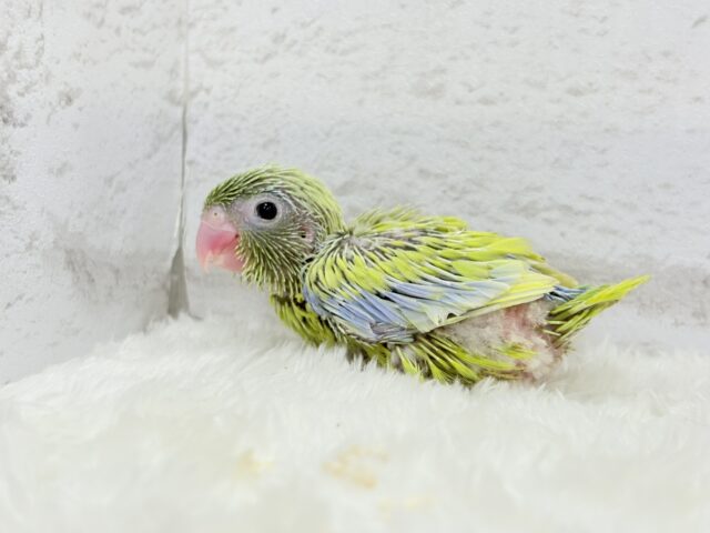 マメルリハ