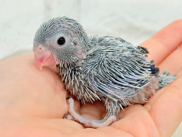 ねむねむボーイの登場です‪☆マメルリハ(ブルー) 男の子 ヒナ