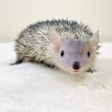 元気いっぱい😊ヒメハリテンレックさん