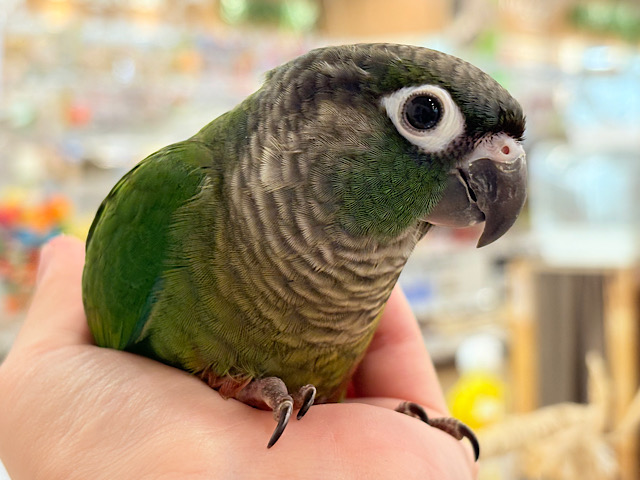 【最新画像更新🪄】可愛すぎてる…♥ウロコインコ(ノーマル)