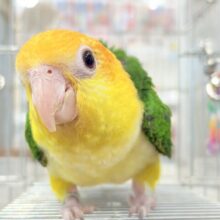 【動画更新🪄】元気◎好奇心◎甘えん坊度◎パーフェクトボーイ🍊🧡シロハラインコ(男の子) ヒナ