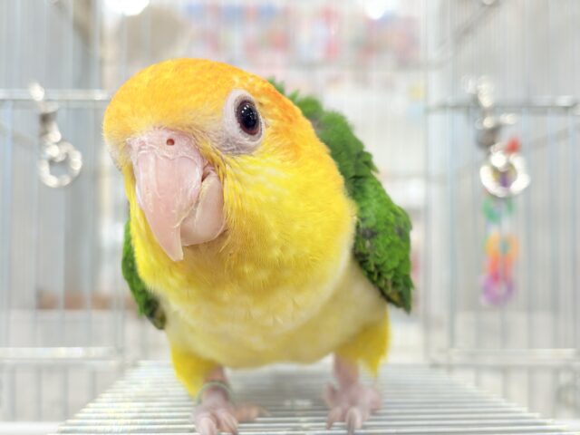 元気◎好奇心◎甘えん坊度◎パーフェクトボーイ🍊🧡シロハラインコ(男の子) ヒナ