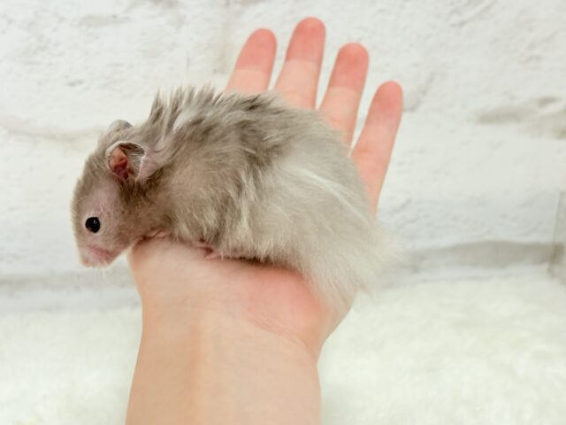 ゴールデンハムスター