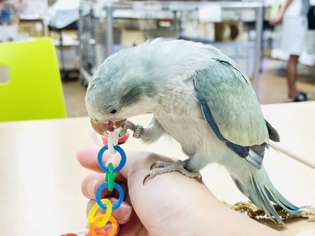 オキナインコ