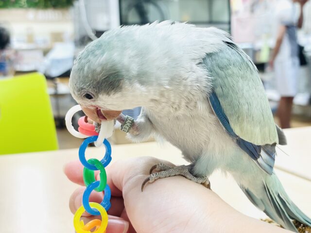 オキナインコ